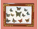 Tafel Schmetterlinge