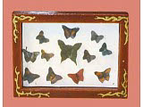  Tafel Schmetterlinge 